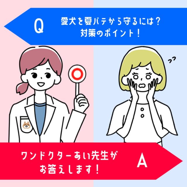 年々暑い日が続く日本の梅雨~夏ですが、愛犬の夏バテ対策にこれをやっている!というものは、ありますか❓️🐶
犬は元々暑さに強い動物ではありません💦
暑い日が続くことで夏バテになり、食欲不振や体調不良など様々な悪影響が出てきますので、今からの時期から愛犬の夏バテ対策のポイントをしっかりと押さえておきましょう❗️✊️
『犬の夏バテの症状』
『おすすめの夏バテ対策』
『おすすめの対策グッズ』
詳しい記事の内容は下記のURLから💡
▼記事名
『愛犬を夏バテから守るには?対策のポイント!』
▼URL
https://wankyu.com/information/wandoctor_ai-63/
わんきゅうユーザーの皆様からもご質問・疑問をお待ちしております♪
いただいたご質問・疑問はHPとSNSに掲載いたします♪
【募集に関しての注意点】
①お名前(愛称可)・聞いてみたい内容を下記URL下部にあるコンタクトフォームからお送りください。
※HP・SNSに掲載するにあたり、投稿内容に他者が不快になる文章、プライバシー侵害等の不適切な内容が含まれる場合は、掲載をお見送りさせていただきます。予めご了承ください。
URL:https://wankyu.com/wandoctor_ai/
#わんきゅう #わんきゅう #わんこ #いっぬ #犬 #愛犬 #犬のいる暮らし #犬バカ部 #いぬばか部 #ふわもこ部 #犬好きな人と繋がりたい #大型犬のいる生活 #dogstagram #prettydog #多頭飼い #いぬすたくらぶ #トイプードル #大型犬 #toypoodle #愛犬との暮らし #toypoodlelove #toypoodleworld #チワワ #chihuahua #ちわわ #チワワ部 #いぬドル #柴犬 #shibainu #日本犬