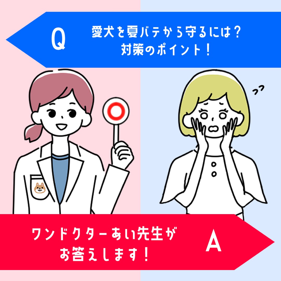 年々暑い日が続く日本の梅雨~夏ですが、愛犬の夏バテ対策にこれをやっている!というものは、ありますか❓️🐶
犬は元々暑さに強い動物ではありません💦
暑い日が続くことで夏バテになり、食欲不振や体調不良など様々な悪影響が出てきますので、今からの時期から愛犬の夏バテ対策のポイントをしっかりと押さえておきましょう❗️✊️
『犬の夏バテの症状』
『おすすめの夏バテ対策』
『おすすめの対策グッズ』
詳しい記事の内容は下記のURLから💡
▼記事名
『愛犬を夏バテから守るには?対策のポイント!』
▼URL
https://wankyu.com/information/wandoctor_ai-63/
わんきゅうユーザーの皆様からもご質問・疑問をお待ちしております♪
いただいたご質問・疑問はHPとSNSに掲載いたします♪
【募集に関しての注意点】
①お名前(愛称可)・聞いてみたい内容を下記URL下部にあるコンタクトフォームからお送りください。
※HP・SNSに掲載するにあたり、投稿内容に他者が不快になる文章、プライバシー侵害等の不適切な内容が含まれる場合は、掲載をお見送りさせていただきます。予めご了承ください。
URL:https://wankyu.com/wandoctor_ai/
#わんきゅう #わんきゅう #わんこ #いっぬ #犬 #愛犬 #犬のいる暮らし #犬バカ部 #いぬばか部 #ふわもこ部 #犬好きな人と繋がりたい #大型犬のいる生活 #dogstagram #prettydog #多頭飼い #いぬすたくらぶ #トイプードル #大型犬 #toypoodle #愛犬との暮らし #toypoodlelove #toypoodleworld #チワワ #chihuahua #ちわわ #チワワ部 #いぬドル #柴犬 #shibainu #日本犬