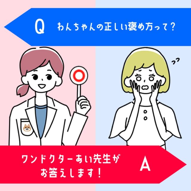 犬のしつけの中で、褒めるということは犬にとっても重要です❗️
褒め方を間違ってしまうとしつけが思うように進まず、愛犬との仲も悪いものになってしまうでしょう🤔
そこで今回は、わんちゃんへの正しい褒め方や、褒める際に気をつけたいことを解説します。
愛犬とのコミュニケーションのためにも、しっかりと覚えておきましょうね!✊️
『痛みや不快感』
『不安やストレス』
『遊びの興奮やエネルギー不足』
詳しい記事の内容は下記のURLから💡
▼記事名
『わんちゃんの正しい褒め方って?』
▼URL
https://wankyu.com/information/wandoctor_ai-65/
わんきゅうユーザーの皆様からもご質問・疑問をお待ちしております♪
いただいたご質問・疑問はHPとSNSに掲載いたします♪
【募集に関しての注意点】
①お名前(愛称可)・聞いてみたい内容を下記URL下部にあるコンタクトフォームからお送りください。
※HP・SNSに掲載するにあたり、投稿内容に他者が不快になる文章、プライバシー侵害等の不適切な内容が含まれる場合は、掲載をお見送りさせていただきます。予めご了承ください。
URL:https://wankyu.com/wandoctor_ai/
#わんきゅう #わんきゅう #わんこ #いっぬ #犬 #愛犬 #犬のいる暮らし #犬バカ部 #いぬばか部 #ふわもこ部 #犬好きな人と繋がりたい #大型犬のいる生活 #dogstagram #prettydog #多頭飼い #いぬすたくらぶ #トイプードル #大型犬 #toypoodle #愛犬との暮らし #toypoodlelove #toypoodleworld #チワワ #chihuahua #ちわわ #チワワ部 #いぬドル #柴犬 #shibainu #日本犬