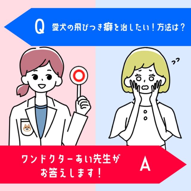 犬が立ち上がって人の体に飛びつく、という行動を見たことがありませんか❓️
この犬の行動は、犬の感情表現に由来しており、飛びついてしまう理由があります❗️
それはどんな感情から行動するものなのか、飛びつき癖は治るのか治したほうが良いのかをしっかりと理解して、愛犬の癖に対処していきましょう❗️✊️
『痛みや不快感』
『不安やストレス』
『遊びの興奮やエネルギー不足』
詳しい記事の内容は下記のURLから💡
▼記事名
『愛犬の飛びつき癖を治したい!方法は?』
▼URL
https://wankyu.com/information/wandoctor_ai-67/
わんきゅうユーザーの皆様からもご質問・疑問をお待ちしております♪
いただいたご質問・疑問はHPとSNSに掲載いたします♪
【募集に関しての注意点】
①お名前(愛称可)・聞いてみたい内容を下記URL下部にあるコンタクトフォームからお送りください。
※HP・SNSに掲載するにあたり、投稿内容に他者が不快になる文章、プライバシー侵害等の不適切な内容が含まれる場合は、掲載をお見送りさせていただきます。予めご了承ください。
URL:https://wankyu.com/wandoctor_ai/
#わんきゅう #わんきゅう #わんこ #いっぬ #犬 #愛犬 #犬のいる暮らし #犬バカ部 #いぬばか部 #ふわもこ部 #犬好きな人と繋がりたい #大型犬のいる生活 #dogstagram #prettydog #多頭飼い #いぬすたくらぶ #トイプードル #大型犬 #toypoodle #愛犬との暮らし #toypoodlelove #toypoodleworld #チワワ #chihuahua #ちわわ #チワワ部 #いぬドル #柴犬 #shibainu #日本犬