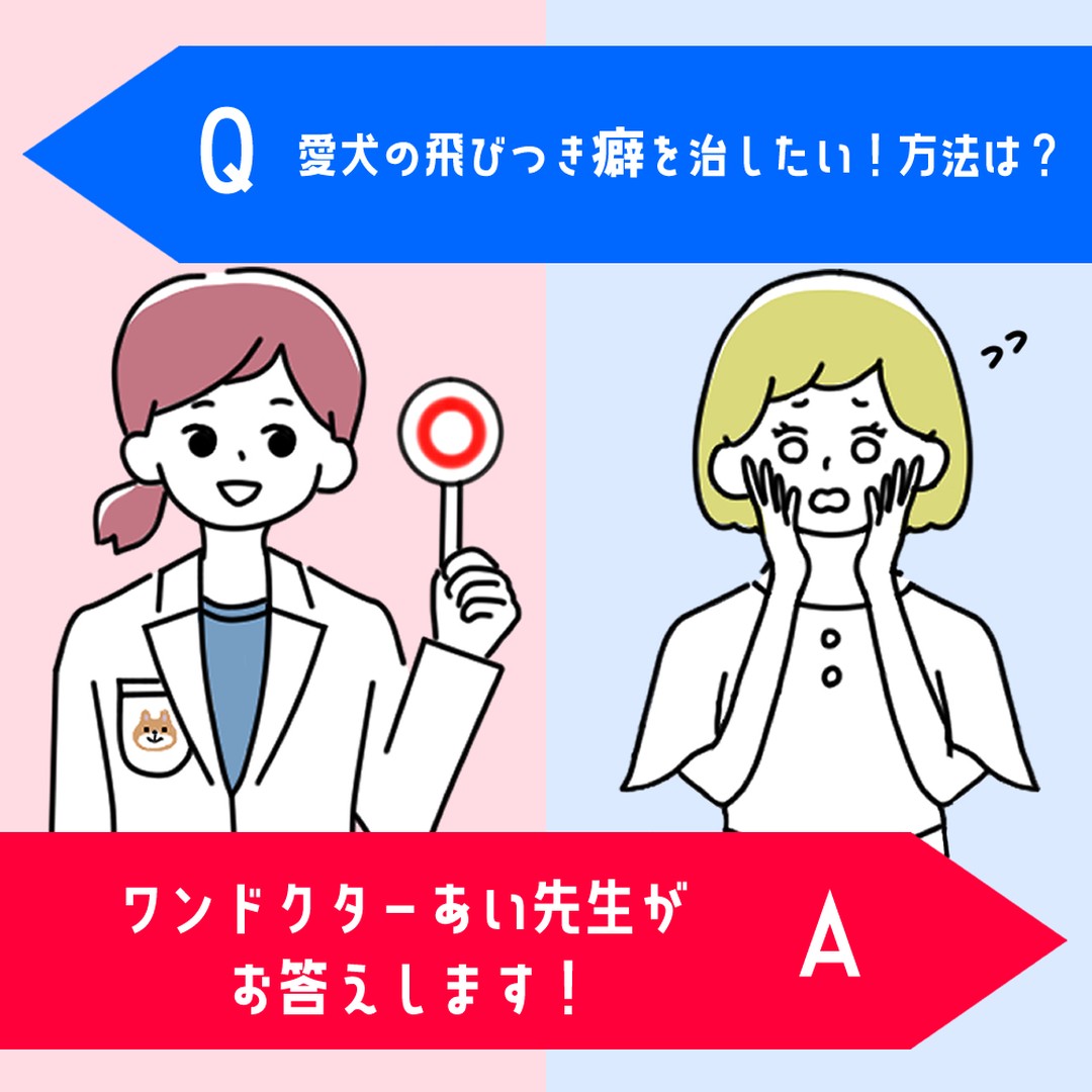犬が立ち上がって人の体に飛びつく、という行動を見たことがありませんか❓️
この犬の行動は、犬の感情表現に由来しており、飛びついてしまう理由があります❗️
それはどんな感情から行動するものなのか、飛びつき癖は治るのか治したほうが良いのかをしっかりと理解して、愛犬の癖に対処していきましょう❗️✊️
『痛みや不快感』
『不安やストレス』
『遊びの興奮やエネルギー不足』
詳しい記事の内容は下記のURLから💡
▼記事名
『愛犬の飛びつき癖を治したい!方法は?』
▼URL
https://wankyu.com/information/wandoctor_ai-67/
わんきゅうユーザーの皆様からもご質問・疑問をお待ちしております♪
いただいたご質問・疑問はHPとSNSに掲載いたします♪
【募集に関しての注意点】
①お名前(愛称可)・聞いてみたい内容を下記URL下部にあるコンタクトフォームからお送りください。
※HP・SNSに掲載するにあたり、投稿内容に他者が不快になる文章、プライバシー侵害等の不適切な内容が含まれる場合は、掲載をお見送りさせていただきます。予めご了承ください。
URL:https://wankyu.com/wandoctor_ai/
#わんきゅう #わんきゅう #わんこ #いっぬ #犬 #愛犬 #犬のいる暮らし #犬バカ部 #いぬばか部 #ふわもこ部 #犬好きな人と繋がりたい #大型犬のいる生活 #dogstagram #prettydog #多頭飼い #いぬすたくらぶ #トイプードル #大型犬 #toypoodle #愛犬との暮らし #toypoodlelove #toypoodleworld #チワワ #chihuahua #ちわわ #チワワ部 #いぬドル #柴犬 #shibainu #日本犬
