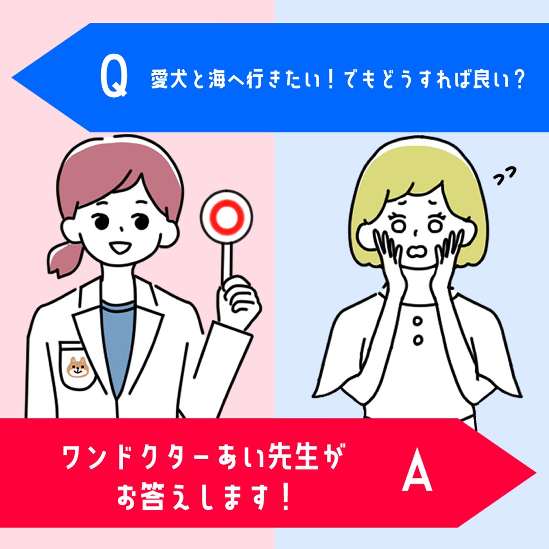 暑い日が続くので愛犬と一緒に海へ行きたい!と思うことはありませんか❓️🐶
しかし、実は犬を連れて行ってもOKな海水浴場とNGな海水浴場があるのをご存知ですか?✋️
また、海水浴場に行く前に気をつけておきたい幾つかのポイントもあわせてご紹介します❗️✨️
『海水浴場の確認』
『リードは必ず装着する』
『熱中症や怪我に気をつける』
詳しい記事の内容は下記のURLから💡
▼記事名
『愛犬と海へ行きたい!でもどうすれば良い?』
▼URL
https://wankyu.com/information/wandoctor_ai-69/
わんきゅうユーザーの皆様からもご質問・疑問をお待ちしております♪
いただいたご質問・疑問はHPとSNSに掲載いたします♪
【募集に関しての注意点】
①お名前(愛称可)・聞いてみたい内容を下記URL下部にあるコンタクトフォームからお送りください。
※HP・SNSに掲載するにあたり、投稿内容に他者が不快になる文章、プライバシー侵害等の不適切な内容が含まれる場合は、掲載をお見送りさせていただきます。予めご了承ください。
URL:https://wankyu.com/wandoctor_ai/
#わんきゅう #わんきゅう #わんこ #いっぬ #犬 #愛犬 #犬のいる暮らし #犬バカ部 #いぬばか部 #ふわもこ部 #犬好きな人と繋がりたい #大型犬のいる生活 #dogstagram #prettydog #多頭飼い #いぬすたくらぶ #トイプードル #大型犬 #toypoodle #愛犬との暮らし #toypoodlelove #toypoodleworld #チワワ #chihuahua #ちわわ #チワワ部 #いぬドル #柴犬 #shibainu #日本犬
