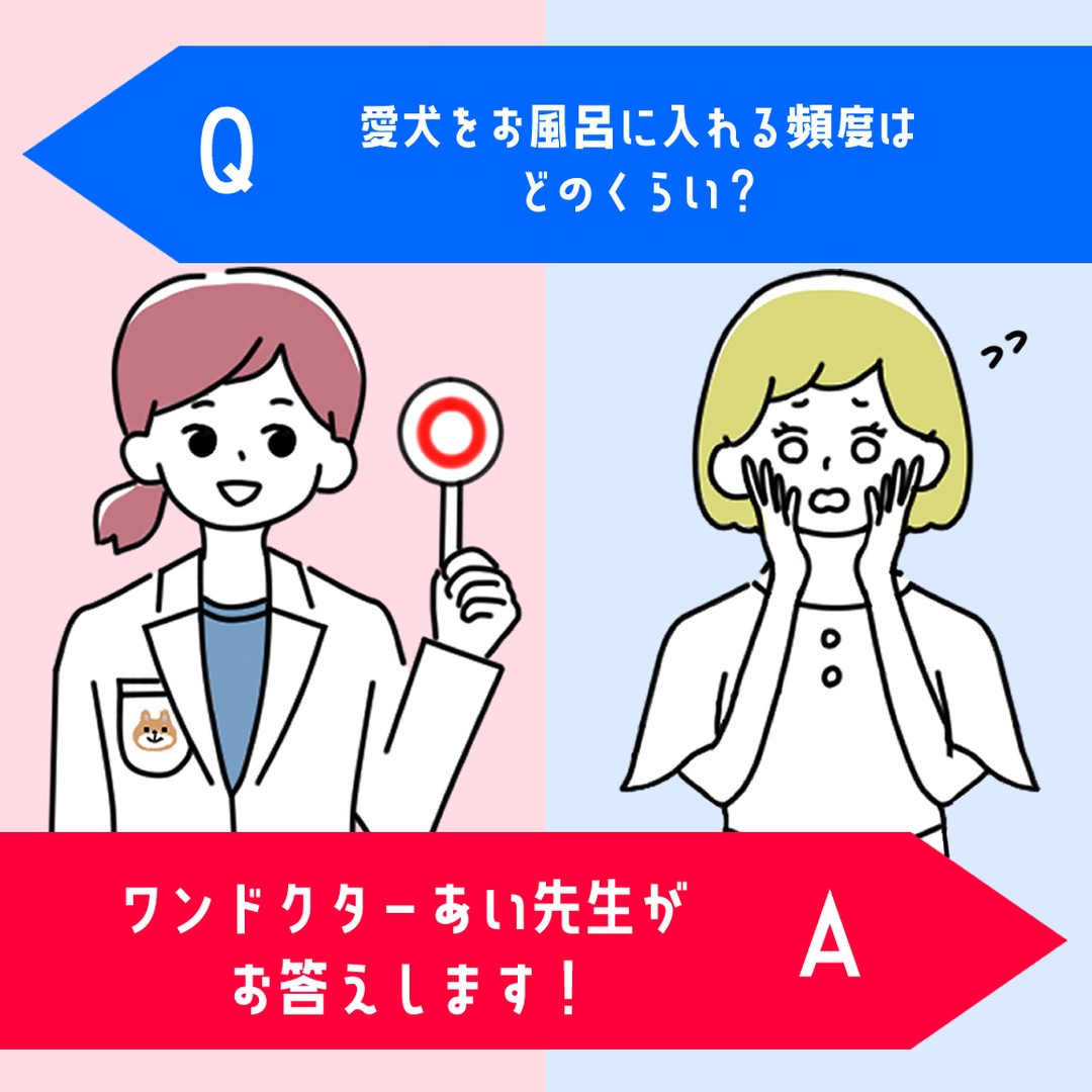 愛犬を毎日お散歩に連れて行ってあげたり、屋内外問わず遊ぶのが大好きなわんちゃんは、体を汚してしまいがちです💧
体の清潔さを保ったり、愛犬の健康維持のためにもお風呂は欠かせませんが、それではお風呂には毎日入れた方がいいのでしょうか❓️
どれくらいの頻度でお風呂に入れてあげればいいのか、またお風呂にいれる際の注意点なども詳しく解説していきます❗️
『お風呂の頻度』
『入浴の際に用意する物』
『洗い方・洗い終わった後』
詳しい記事の内容は下記のURLから💡
▼記事名
『愛犬をお風呂に入れる頻度はどのくらい?』
▼URL
https://wankyu.com/information/wandoctor_ai-68/
わんきゅうユーザーの皆様からもご質問・疑問をお待ちしております♪
いただいたご質問・疑問はHPとSNSに掲載いたします♪
【募集に関しての注意点】
①お名前(愛称可)・聞いてみたい内容を下記URL下部にあるコンタクトフォームからお送りください。
※HP・SNSに掲載するにあたり、投稿内容に他者が不快になる文章、プライバシー侵害等の不適切な内容が含まれる場合は、掲載をお見送りさせていただきます。予めご了承ください。
URL:https://wankyu.com/wandoctor_ai/
#わんきゅう #わんきゅう #わんこ #いっぬ #犬 #愛犬 #犬のいる暮らし #犬バカ部 #いぬばか部 #ふわもこ部 #犬好きな人と繋がりたい #大型犬のいる生活 #dogstagram #prettydog #多頭飼い #いぬすたくらぶ #トイプードル #大型犬 #toypoodle #愛犬との暮らし #toypoodlelove #toypoodleworld #チワワ #chihuahua #ちわわ #チワワ部 #いぬドル #柴犬 #shibainu #日本犬