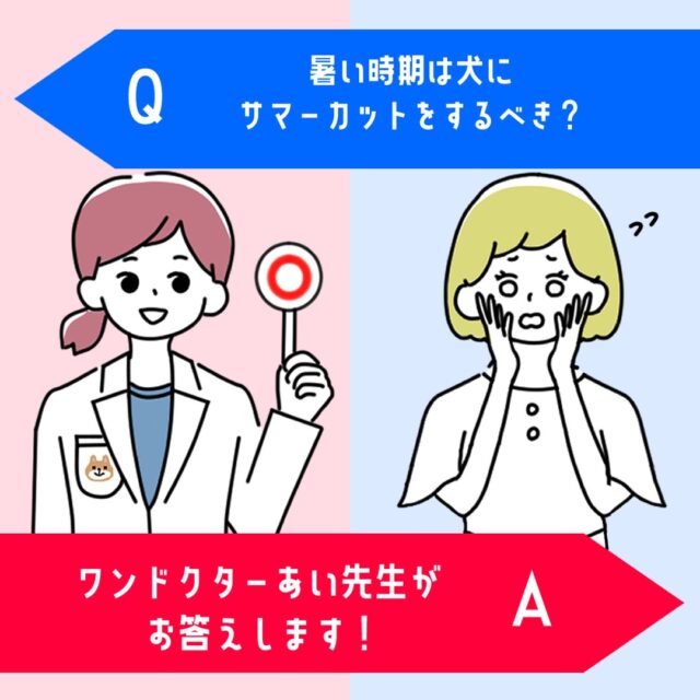 サマーカットは夏の暑い季節が来る際に、犬の毛を短く切ることで、普段の長さよりも短くしておくことで、熱を逃がしやすくしたりすることを目的として行われます🎐🌄
しかし一概にサマーカットと言っても、様々なメリットデメリットがありますので、
愛犬に合っているかどうか、きちんとポイントを押さえておきましょう❗️✊️
『サマーカットのメリット』
『サマーカットのデメリット』
『カットした方がいい犬種』
詳しい記事の内容は下記のURLから💡
▼記事名
『暑い時期は犬にサマーカットをするべき?』
▼URL
https://wankyu.com/information/wandoctor_ai-62/
わんきゅうユーザーの皆様からもご質問・疑問をお待ちしております♪
いただいたご質問・疑問はHPとSNSに掲載いたします♪
【募集に関しての注意点】
①お名前(愛称可)・聞いてみたい内容を下記URL下部にあるコンタクトフォームからお送りください。
※HP・SNSに掲載するにあたり、投稿内容に他者が不快になる文章、プライバシー侵害等の不適切な内容が含まれる場合は、掲載をお見送りさせていただきます。予めご了承ください。
URL:https://wankyu.com/wandoctor_ai/
#わんきゅう #わんきゅう #わんこ #いっぬ #犬 #愛犬 #犬のいる暮らし #犬バカ部 #いぬばか部 #ふわもこ部 #犬好きな人と繋がりたい #大型犬のいる生活 #dogstagram #prettydog #多頭飼い #いぬすたくらぶ #トイプードル #大型犬 #toypoodle #愛犬との暮らし #toypoodlelove #toypoodleworld #チワワ #chihuahua #ちわわ #チワワ部 #いぬドル #柴犬 #shibainu #日本犬